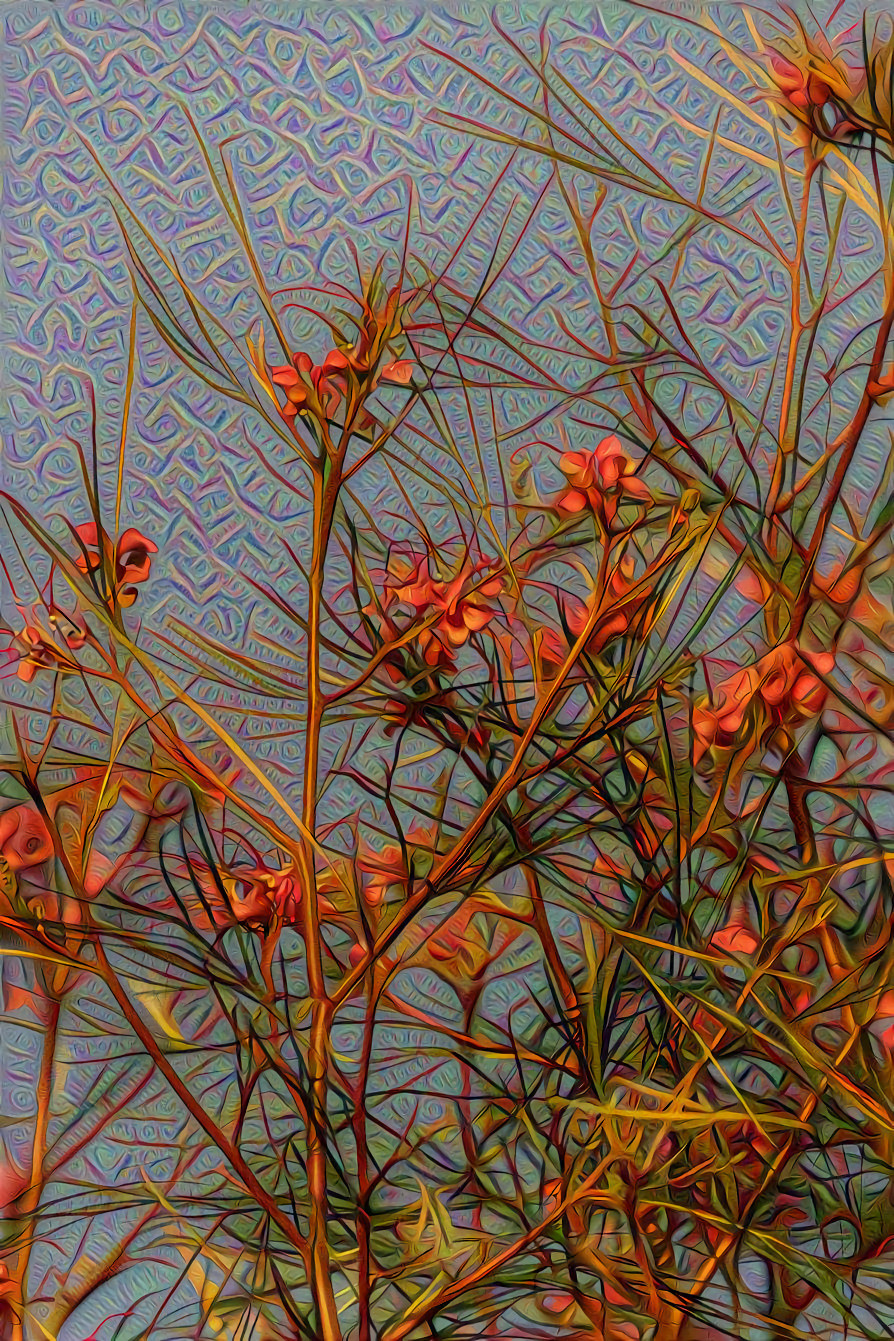 Grevillea Flowers, Australian Shrub