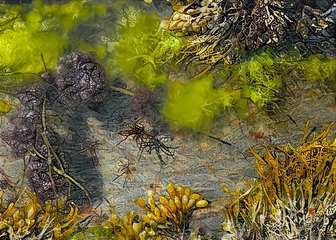 Tide Pool, Downeast Maine