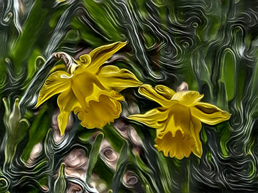 Daffodils