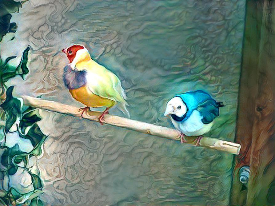 Beautiful Birds