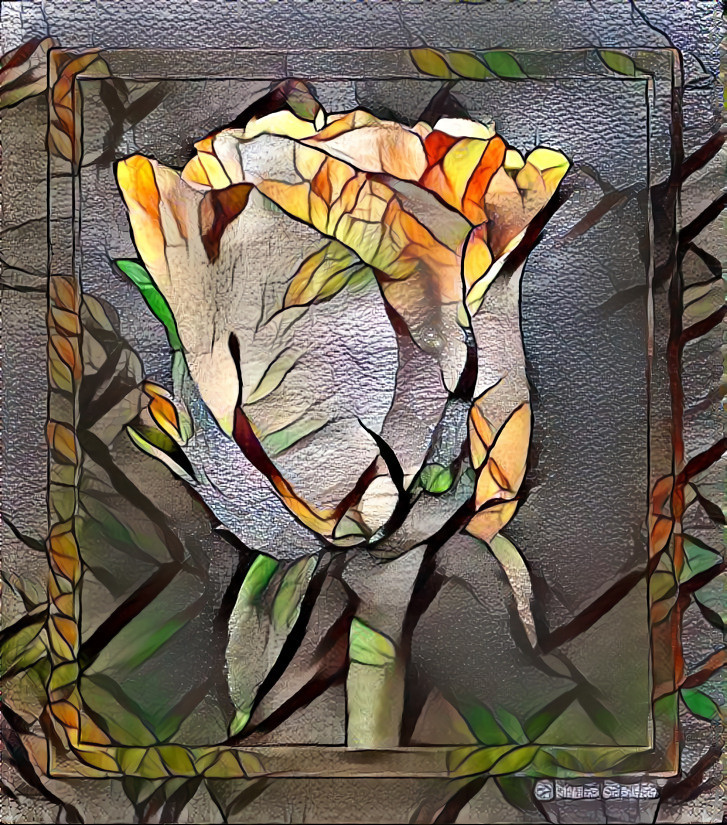 A Rose