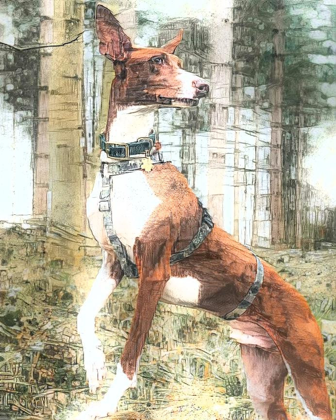 podenco