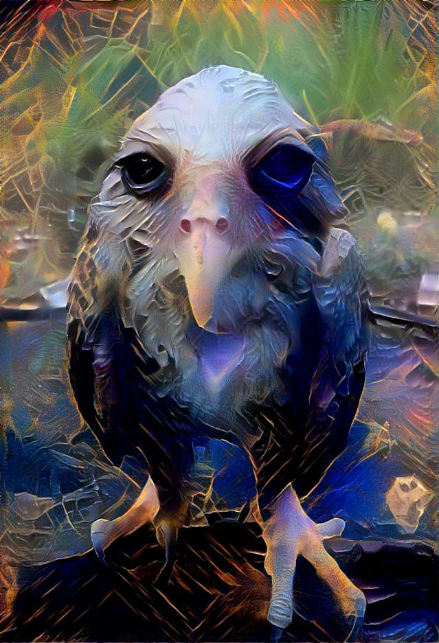 haunting owl