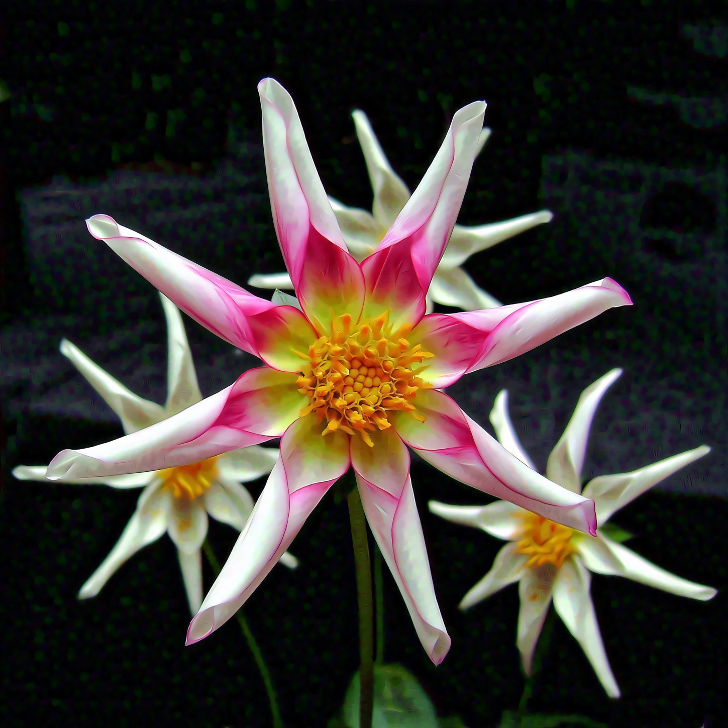 Pinwheel Dahlia