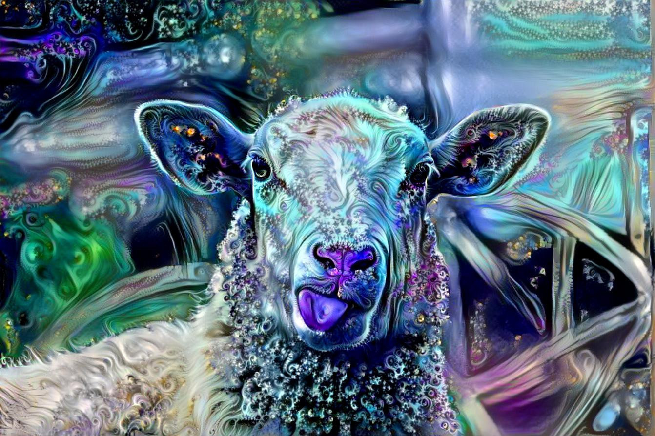 Blue Sheep