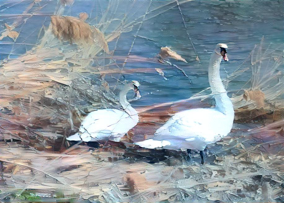 Swans