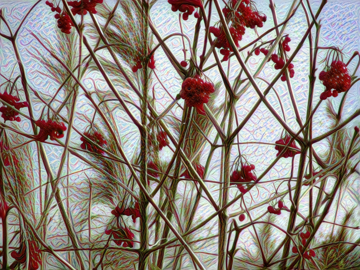 Rowan Berries and Reeds