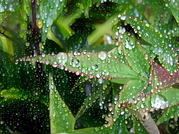 Raindrops