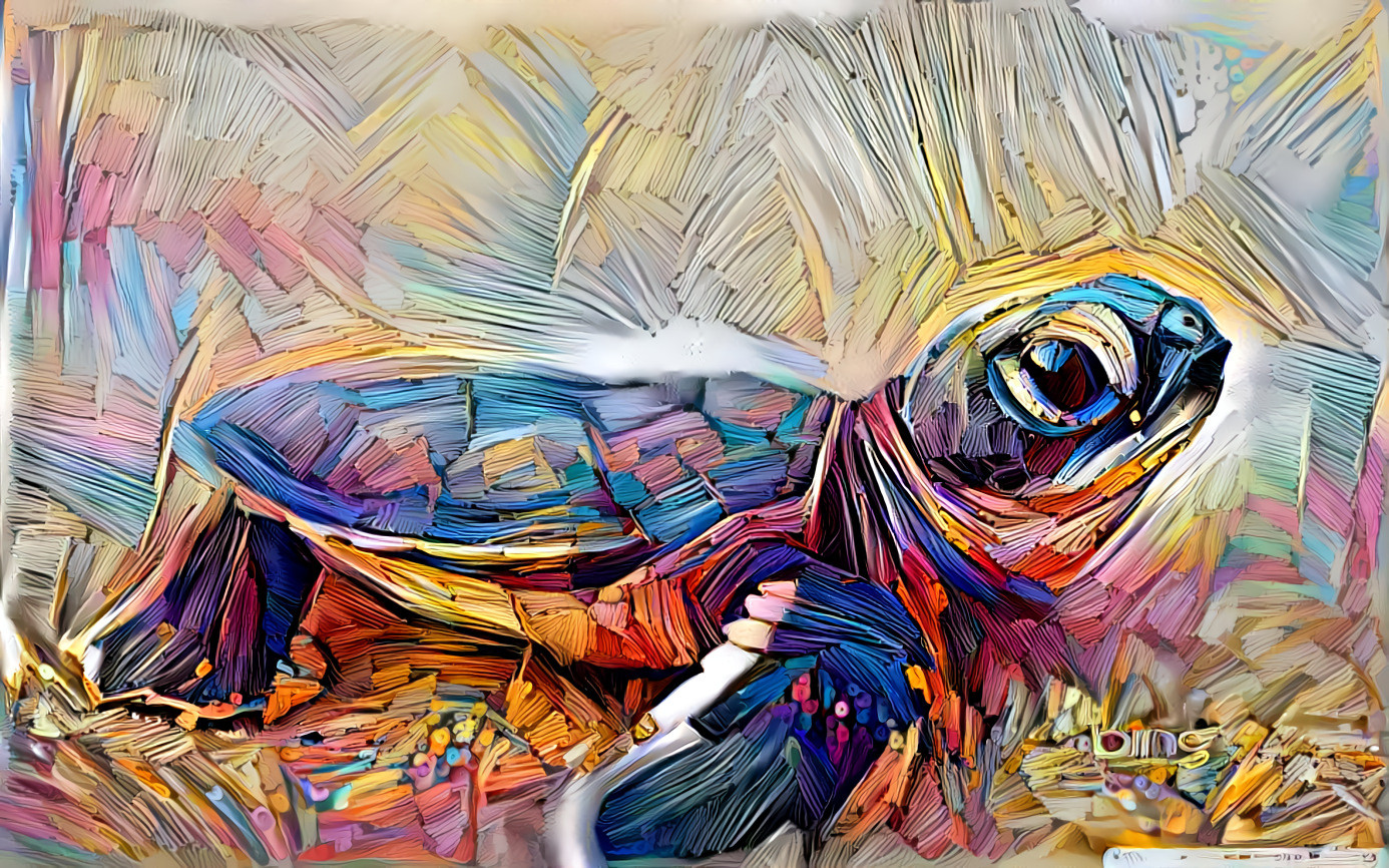 Turtle