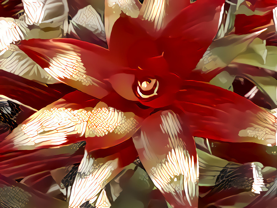 Bromeliad #1