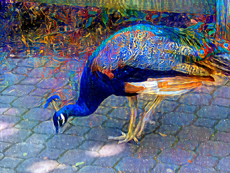 Fancy Peacock