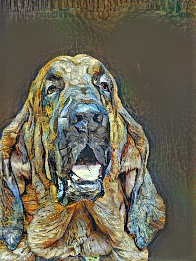 My bloodhound boy Bertie