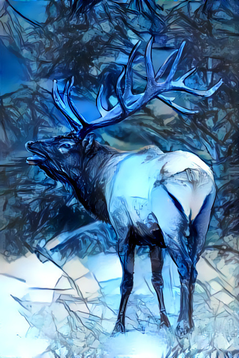 Bull Elk