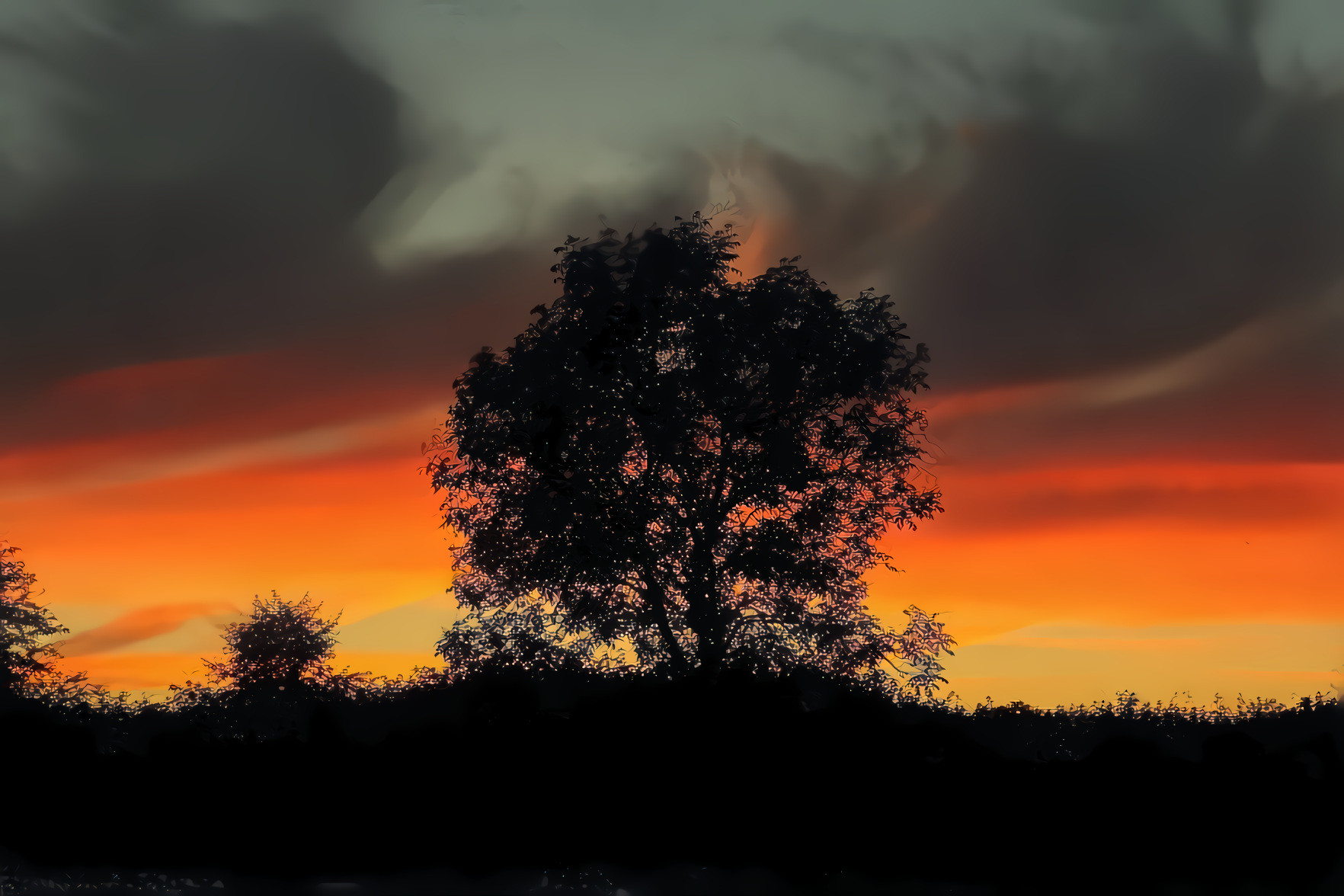 Tree, Sky, Sunset