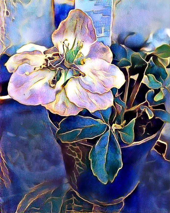 Christmas Rose.