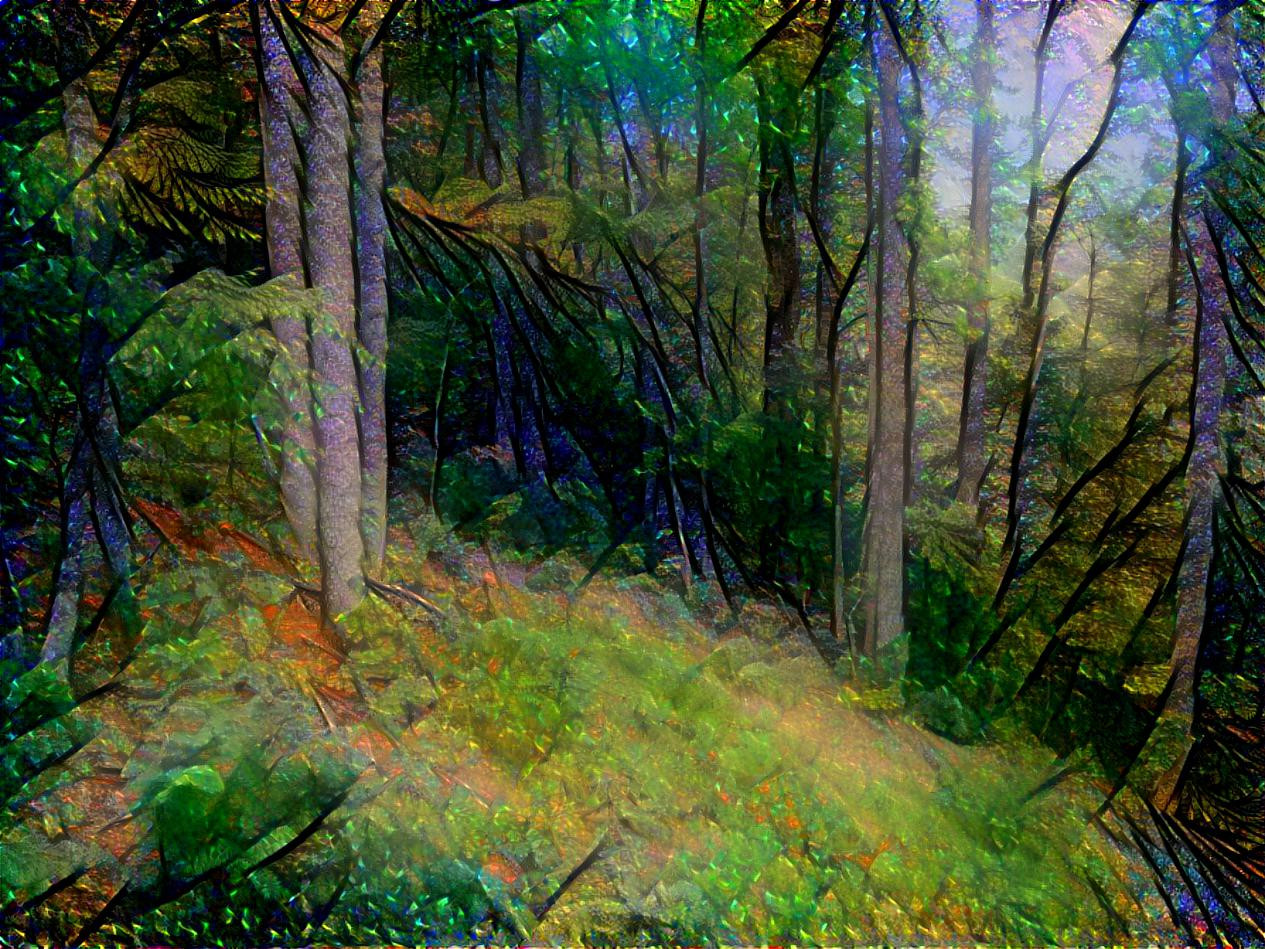 Forest in Blue Ridge Mountains,Virginia