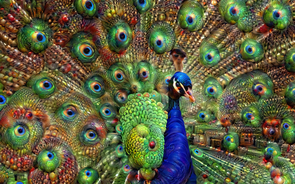 Peacock Eyes