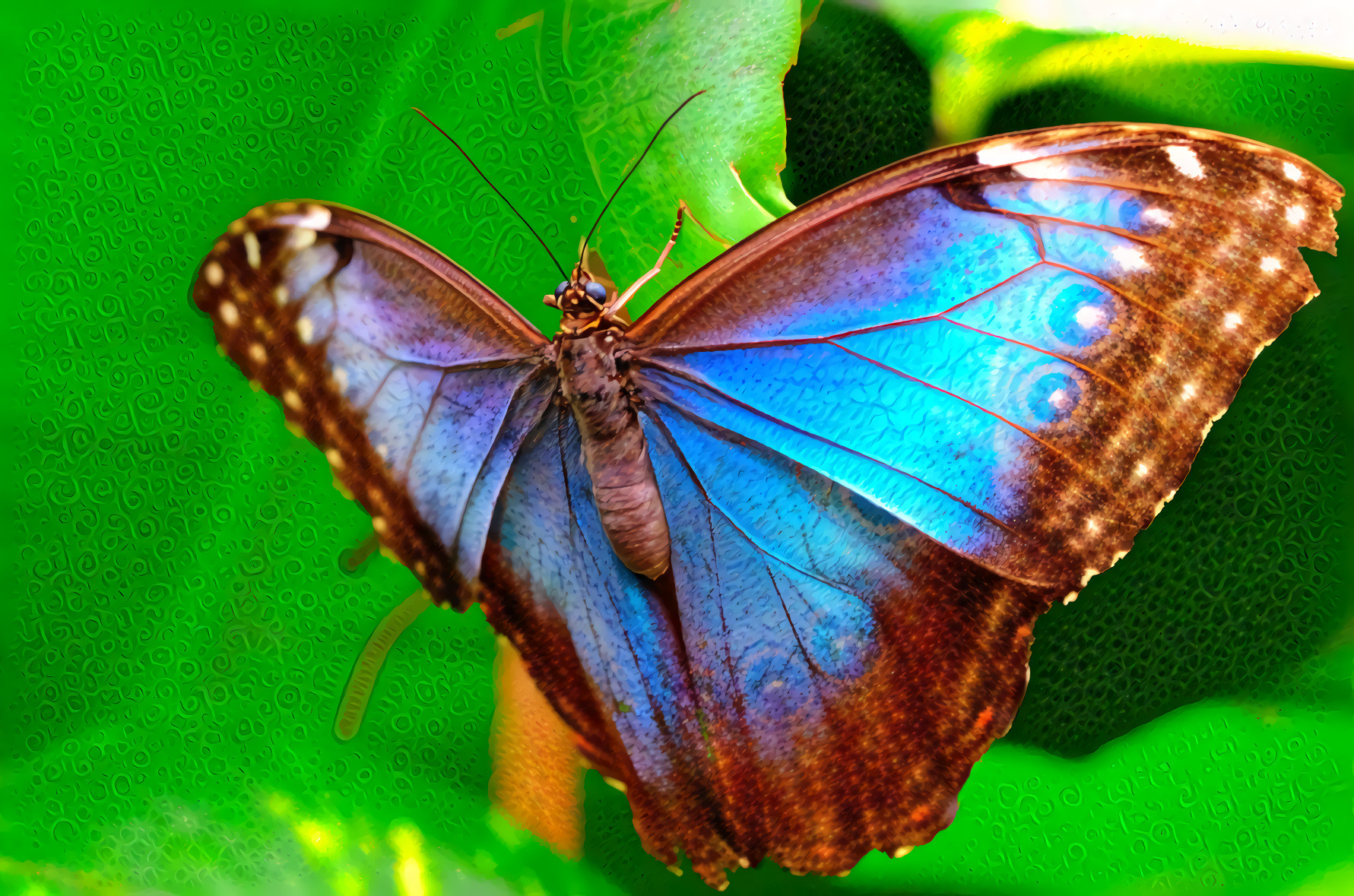 Blue Morpho  Peleides butterfly