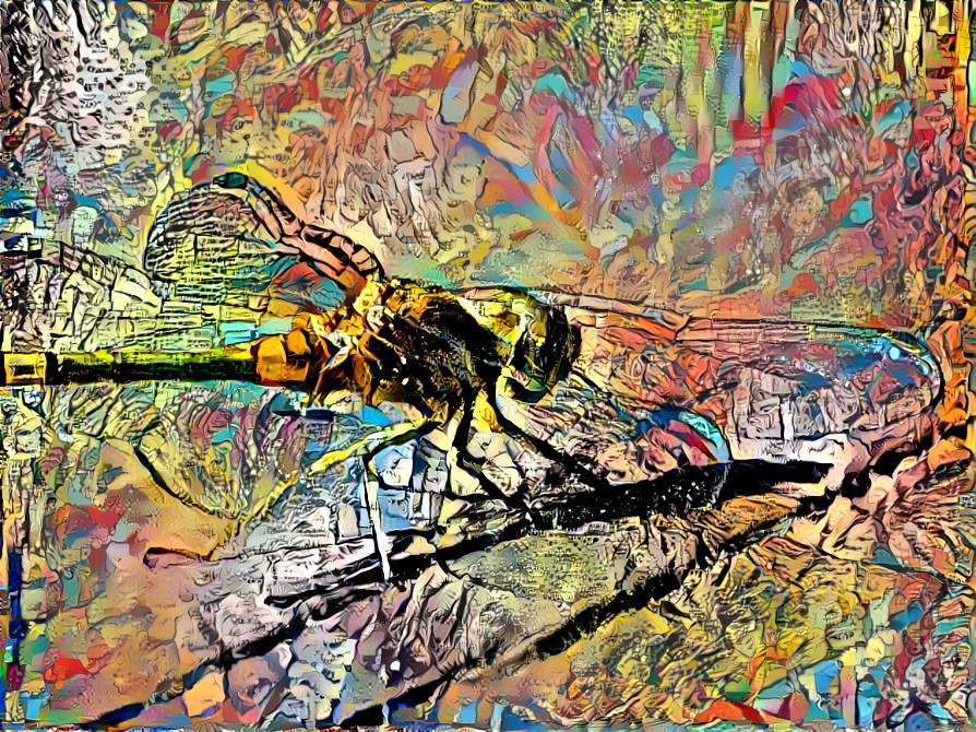 Dragon Fly