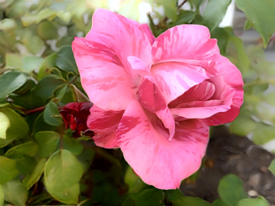 Candy Cane Rose