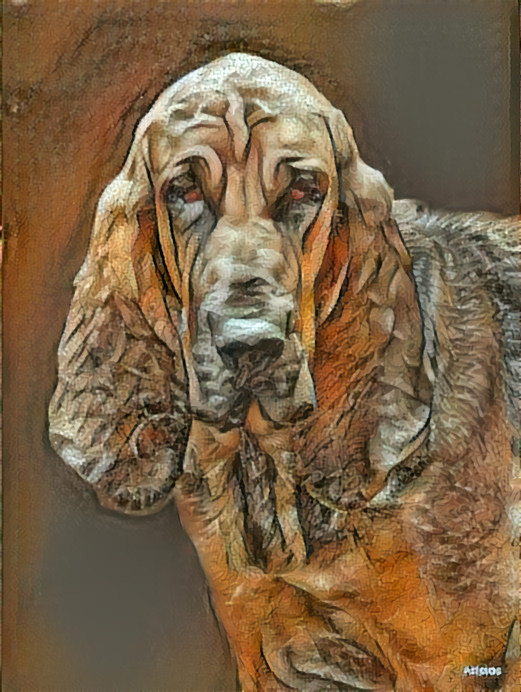 My bloodhound girl Carmen