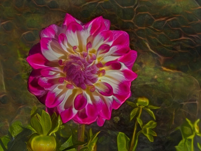 Phyl's Dahlia