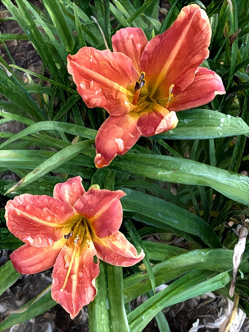 Orange Day Lillies