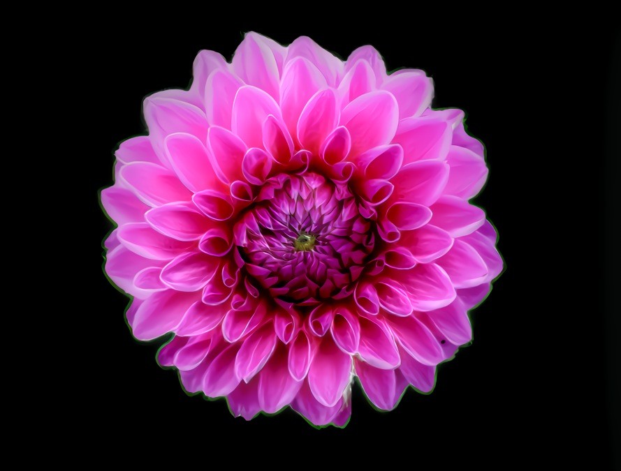 Dahlia IV