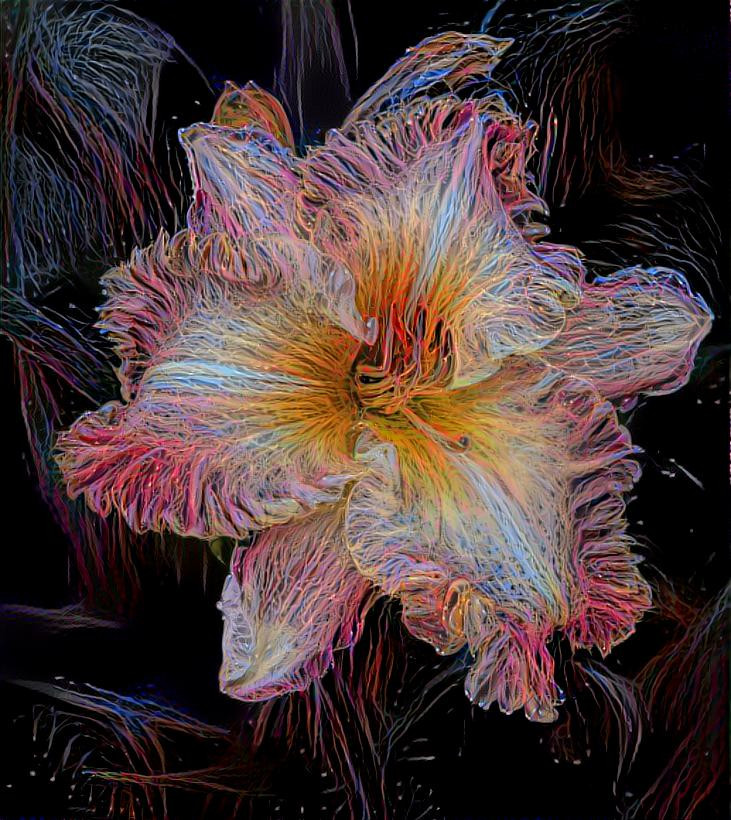 Daylily