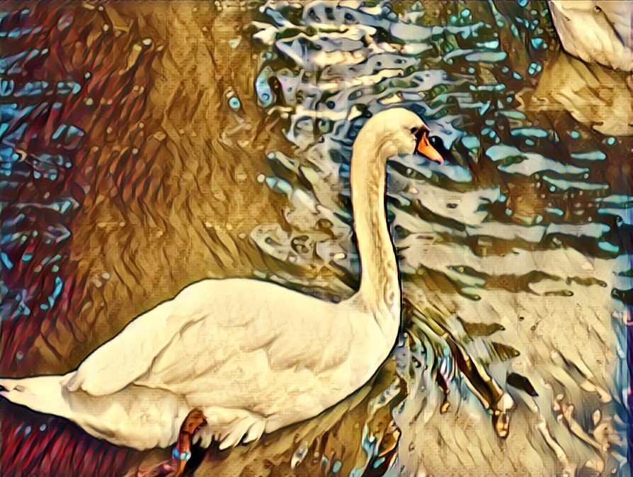 A swan in my dream 