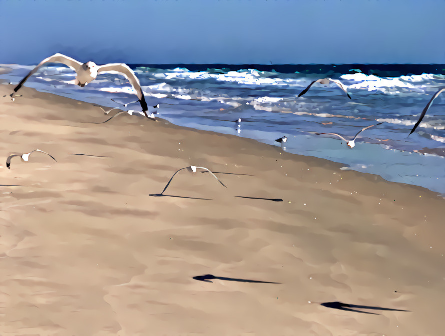 Gulls on the Gulf of Mexico