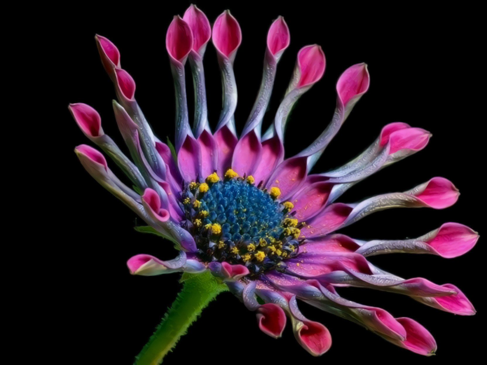 African Daisy Flower