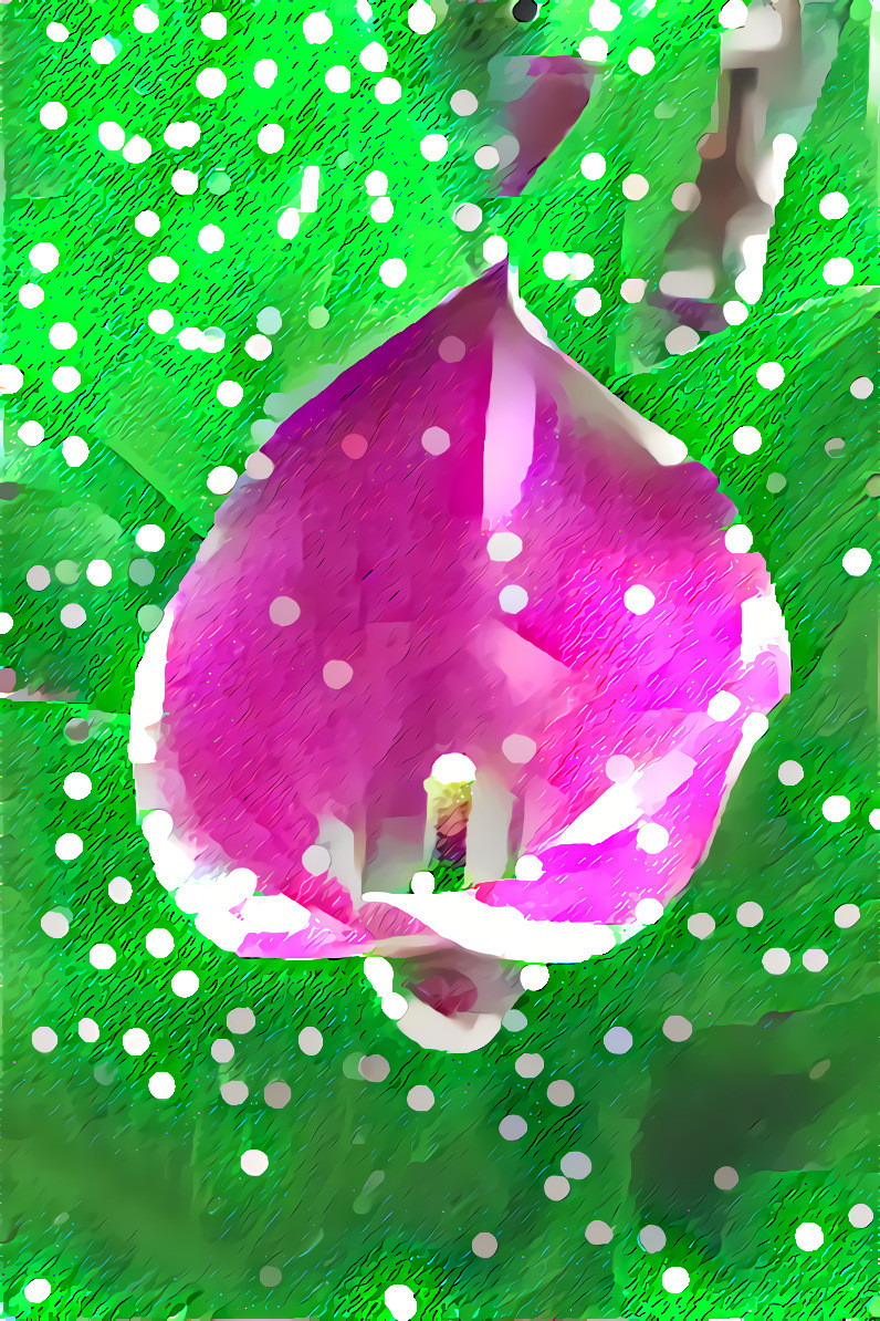 Calla 3 green pink 1