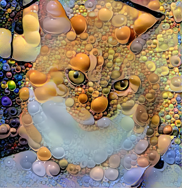 bubbly cat