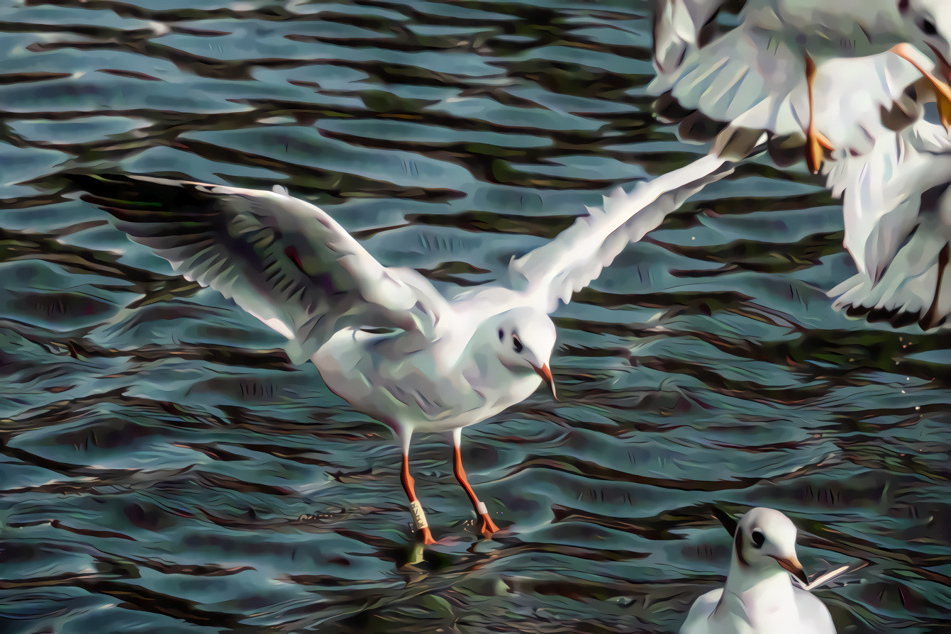 Seagull Landing