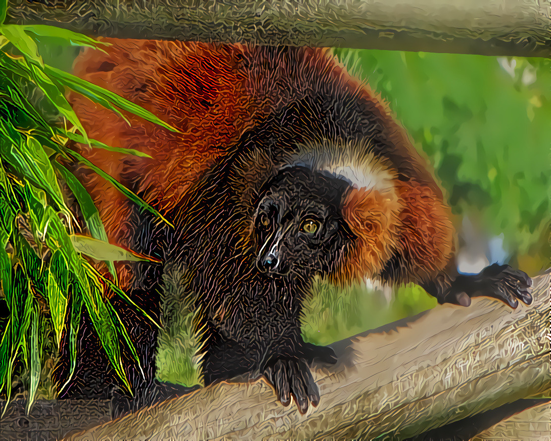 Red Ruffed Lemur