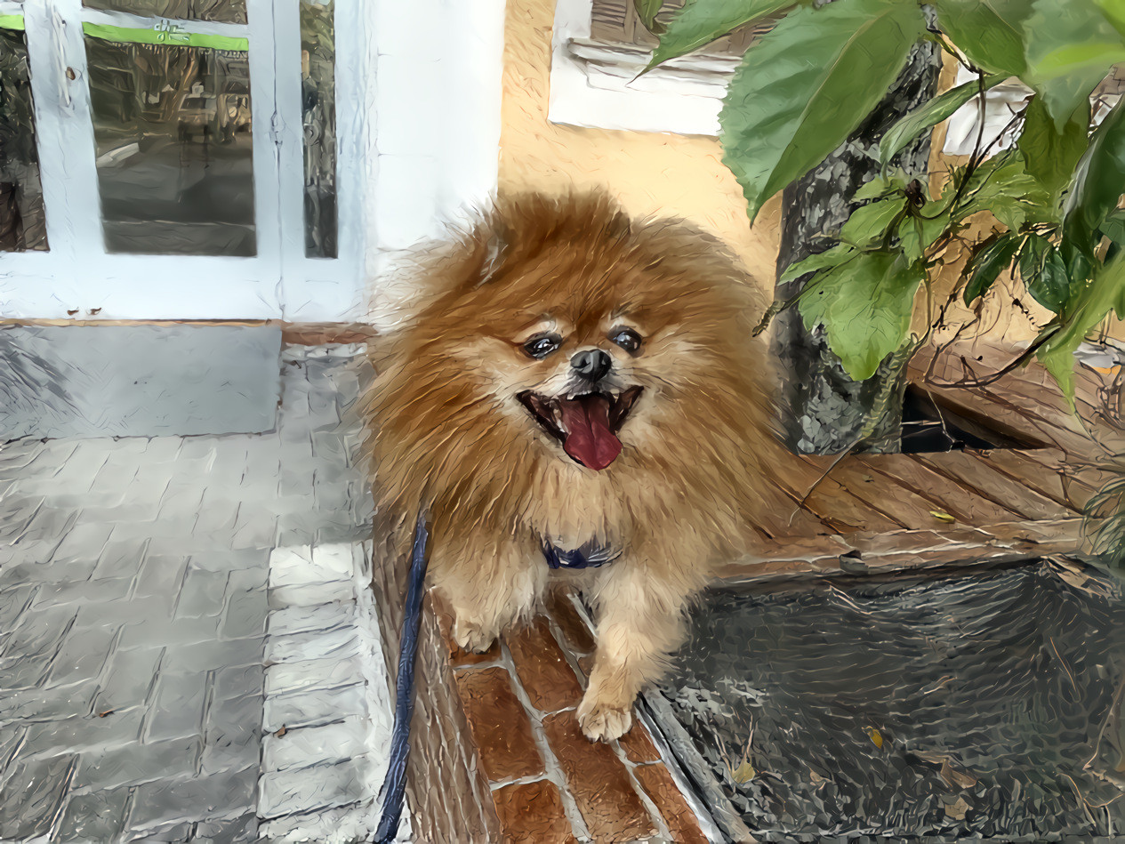 Yoda - A German Spitz visits Goethe Institut