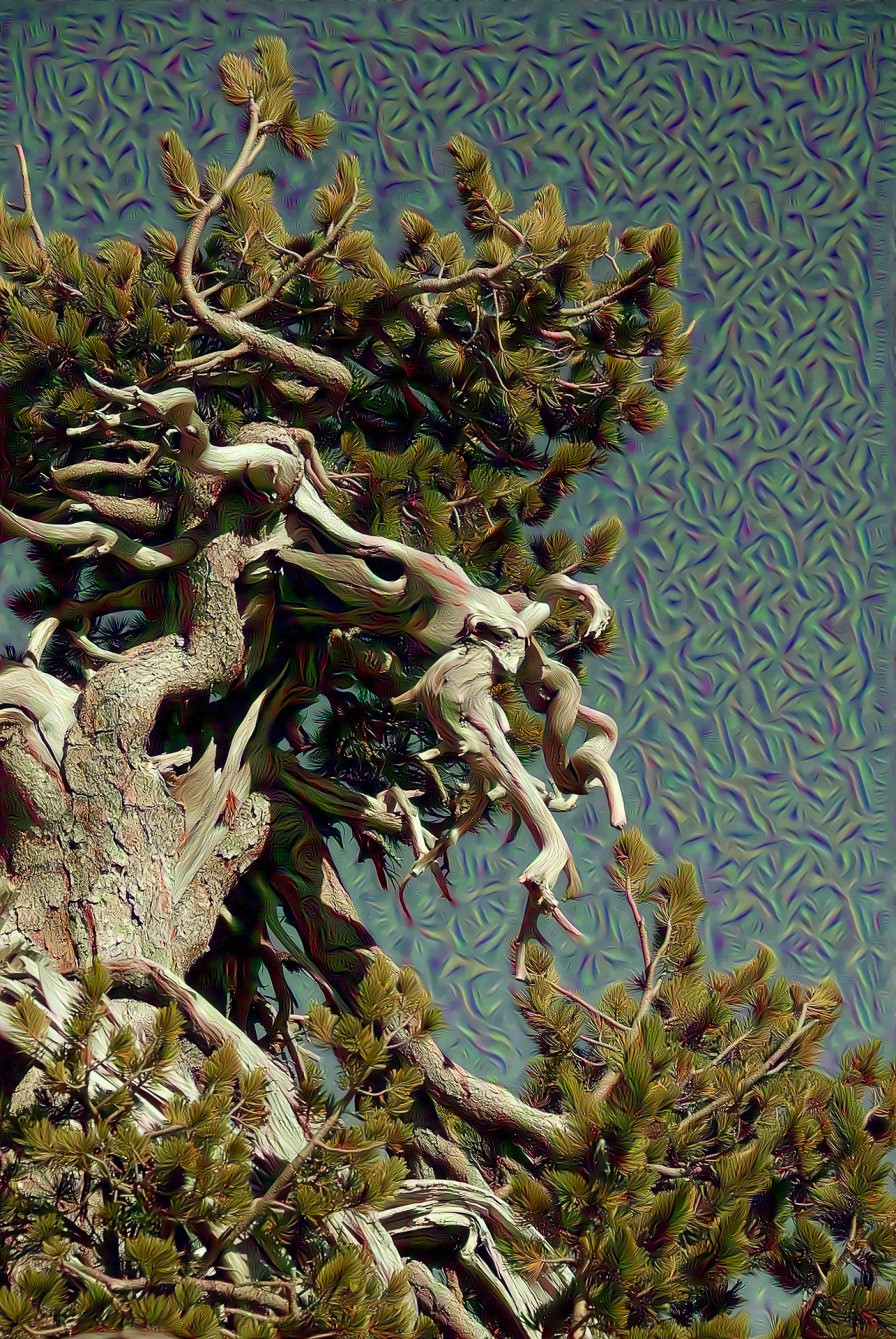 Ancient Tree