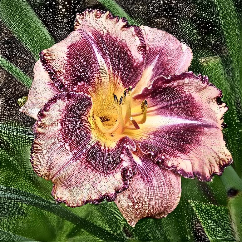 Daylily