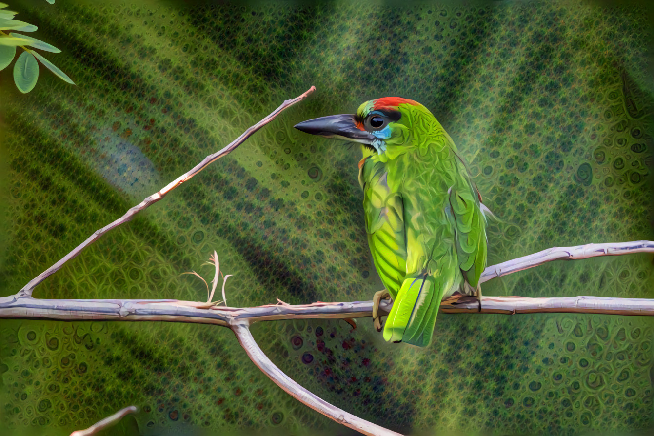 Red-Throated Barbet, Megalaima Mystacophanos, Thailand