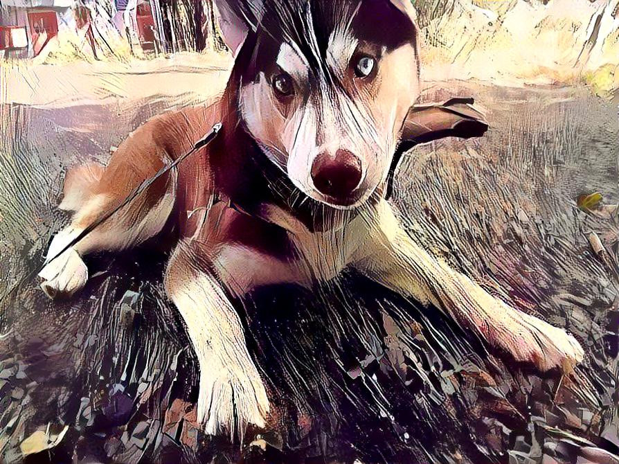 Abstract Husky