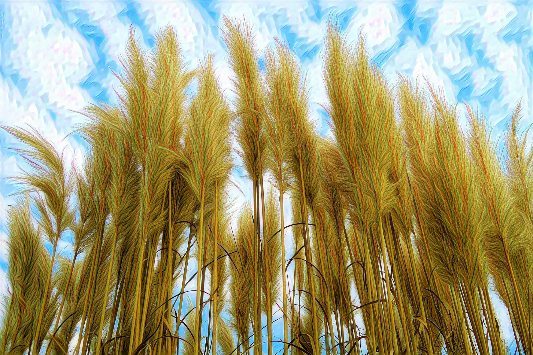 Reeds, Sky and Clouds