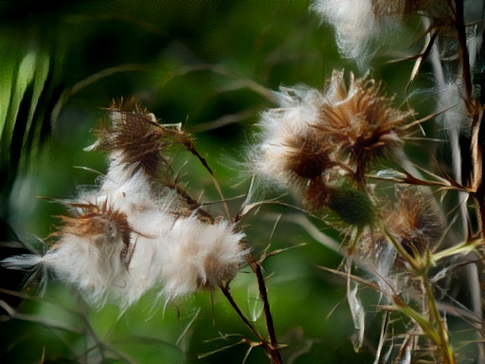 Soft Burdocks