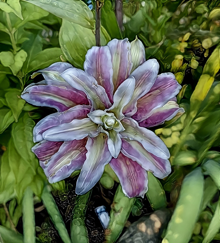 Rose lily in my garden that just bloomed