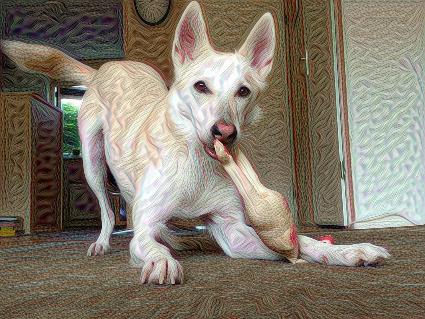 Deep Dream Dog II