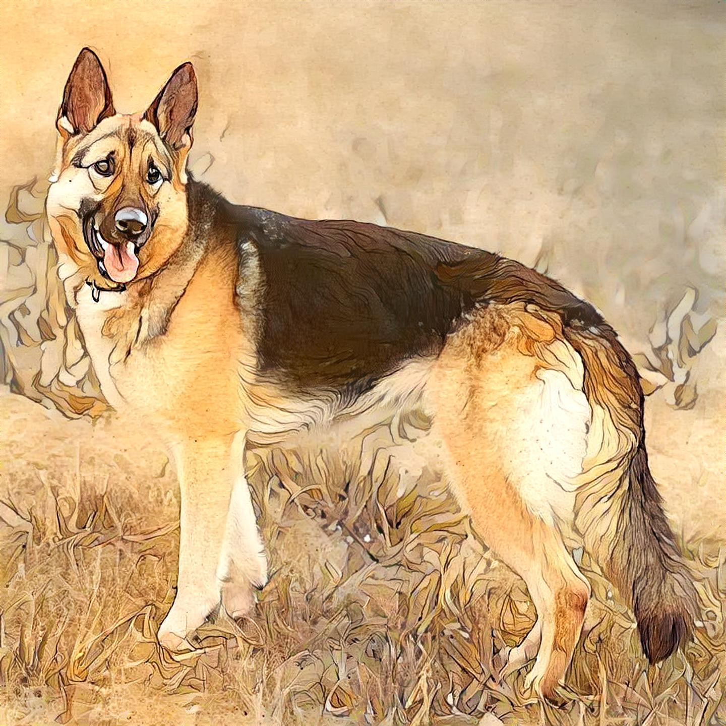 German Shepherd Dog