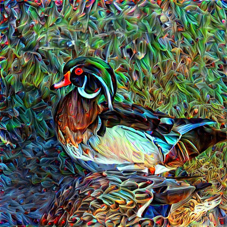 Wood Duck 