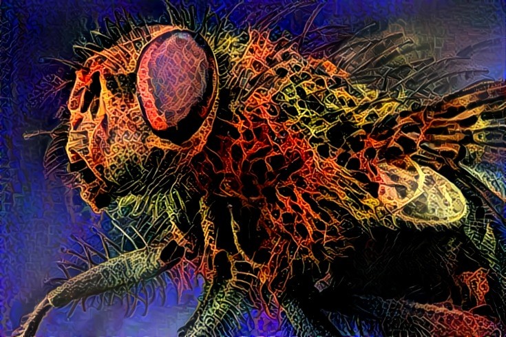 The Fly