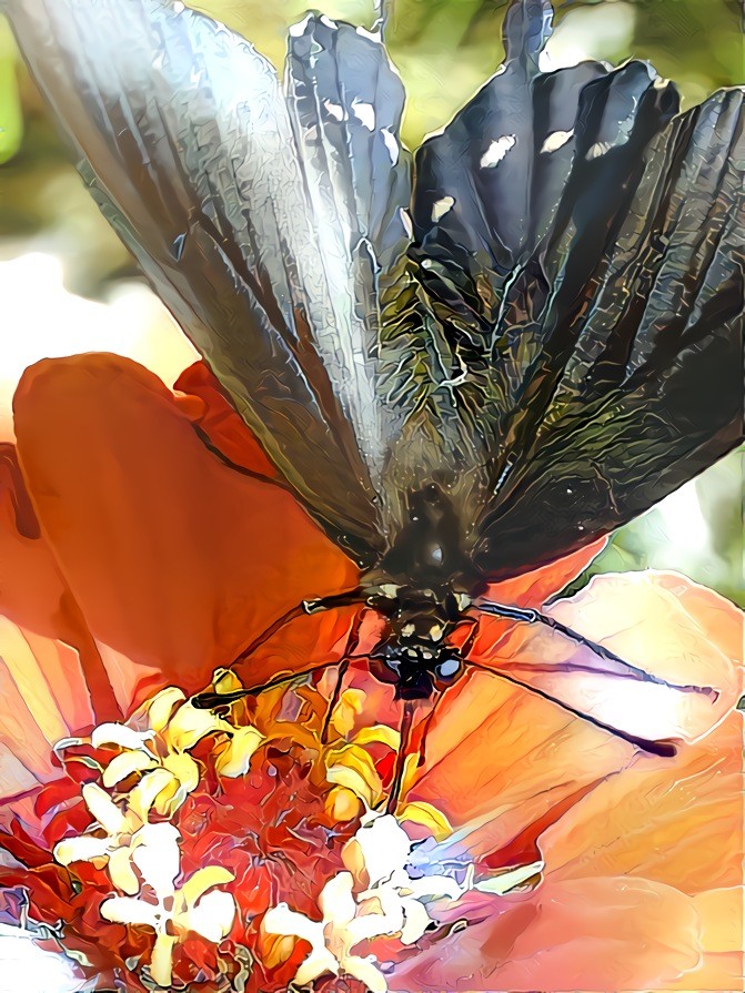 Black Swallow Tail.  Source is my own photo.