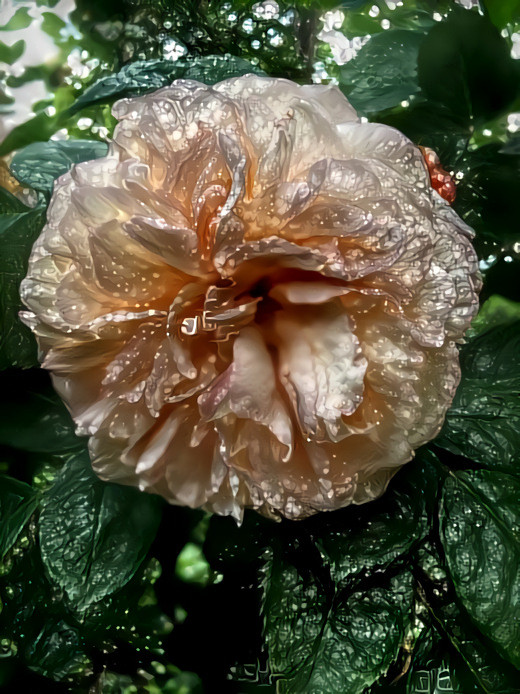 Rose at my daughters garden right now I-03 (col. pres.)